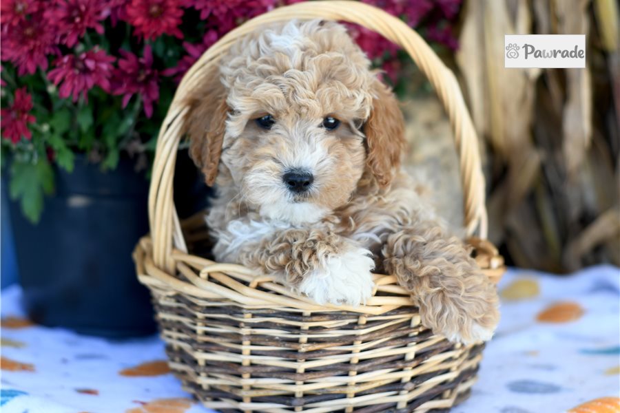 Happy - Cockapoo for sale