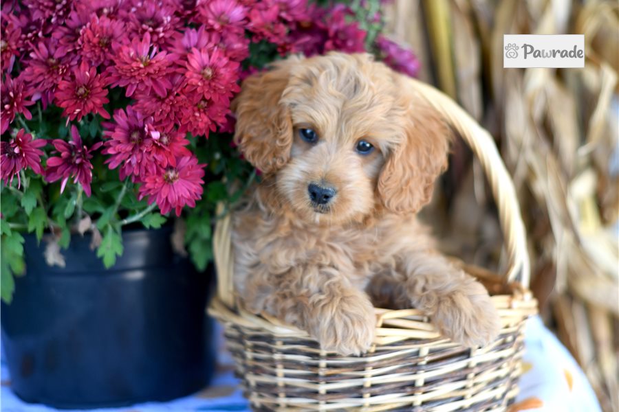 Hamlet, male Cockapoo puppy for sale