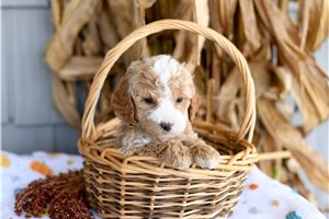 Hank - puppy for sale