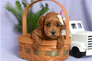 Christina - puppy for sale