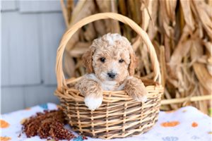 Happy - puppy for sale