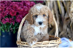 Hans - Cockapoo for sale