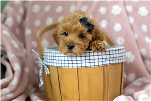 Christina - Cockapoo for sale