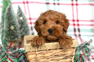Bill - Cockapoo for sale