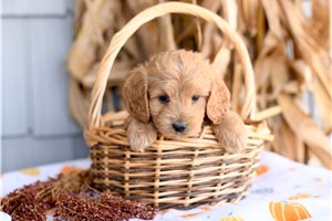 Hamlet - puppy for sale
