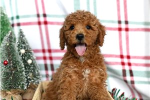 Bingo - Cockapoo for sale