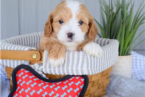 Alden - puppy for sale