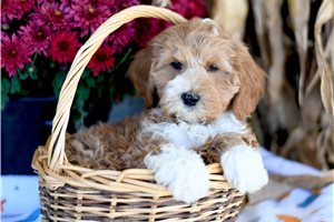 Halo - Cockapoo for sale