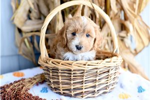 Halo - puppy for sale