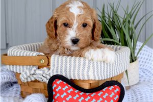 Apollo - puppy for sale