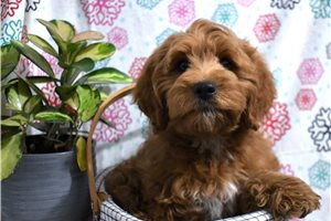 Beto - Cockapoo for sale