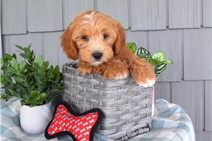 Alan - puppy for sale