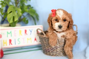 Bruna - Cockapoo for sale