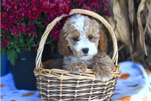 Hank - Cockapoo for sale