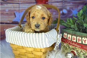Henry - Cockapoo for sale
