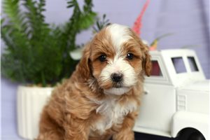 Conway - Cockapoo for sale