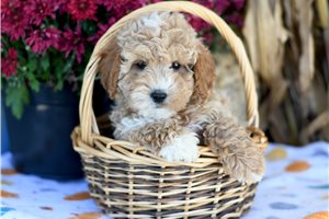 Happy - Cockapoo for sale