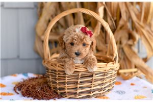 Haira - Cockapoo, placed in South Bend / Michiana