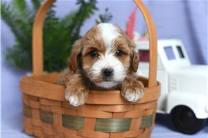 Conway - Cockapoo for sale