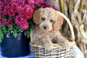 Hamlet - Cockapoo for sale