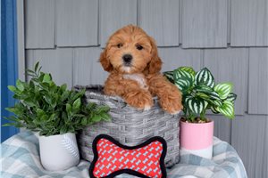 Aodhan - puppy for sale