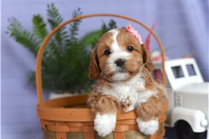 Calista - puppy for sale