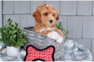Armando - puppy for sale