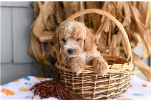 Hans - puppy for sale