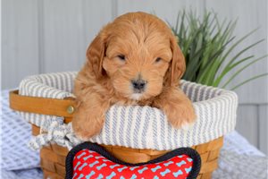 Aodhan - puppy for sale