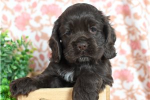 Bennett - Cocker Spaniel for sale