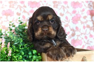 Benjamin - Cocker Spaniel for sale