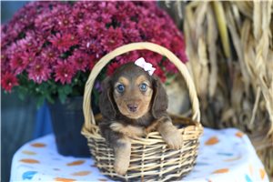 Rashira - puppy for sale