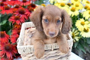 Chief - Dachshund, Mini for sale