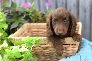 Bond - Dachshund, Mini for sale