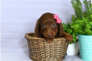 Navi - Dachshund, Mini for sale