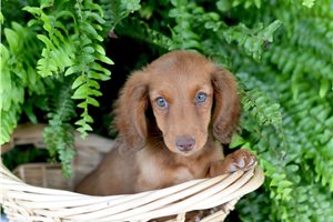 Chief - Dachshund, Mini for sale