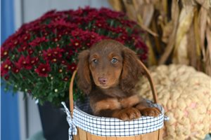 Bolt - Mini Dachshund for sale