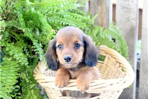 Flint - Mini Dachshund for sale