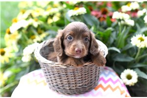 Bogart - puppy for sale