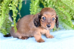 Franklin - Dachshund, Mini for sale