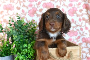 Emmett - Dachshund, Mini for sale