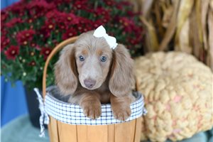 April - Mini Dachshund for sale