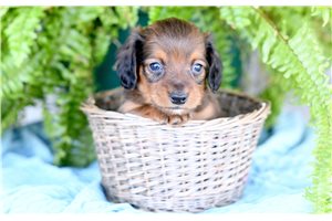 Flint - puppy for sale