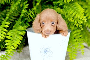 April - puppy for sale