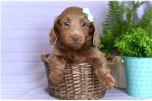 Nedra - Dachshund, Mini for sale