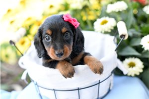 Deena - Dachshund, Mini for sale