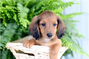 Flint - Dachshund, Mini for sale