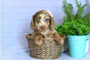 Nell - Dachshund, Mini for sale