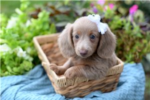 April - Dachshund, Mini for sale