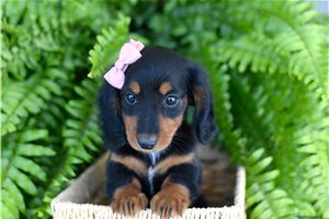 Deena - Dachshund, Mini for sale
